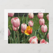 Tulip Treasure Postkarte (Vorne/Hinten)