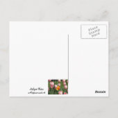 Tulip Treasure Postkarte (Rückseite)