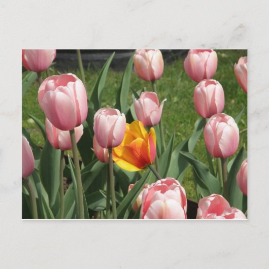 Tulip Treasure Postkarte (Vorderseite)