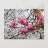 Tulip Tree Blossoms Postkarte (Vorderseite)