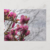 Tulip Tree Blossoms Postkarte (Vorderseite)