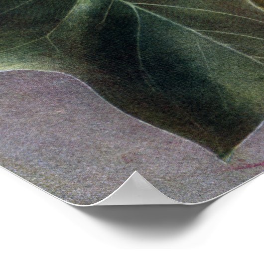 Tulip Tree Blume Poster (Ecke)