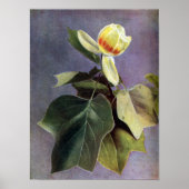 Tulip Tree Blume Poster (Vorne)