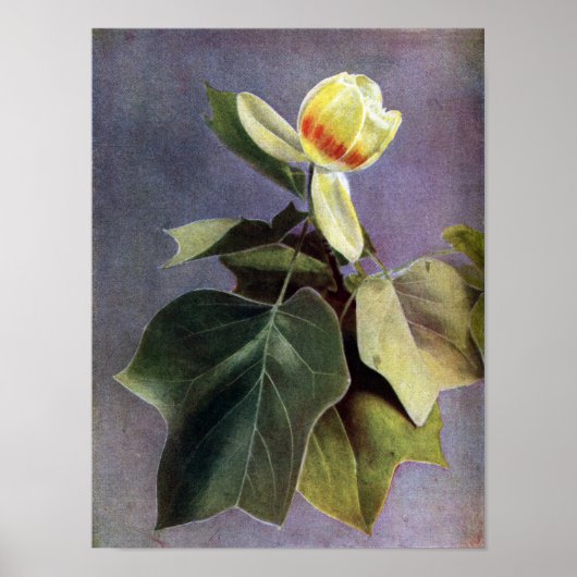 Tulip Tree Blume Poster (Vorne)