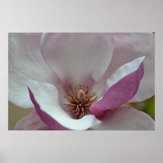 Tulip Tree Blume Poster (Vorne)