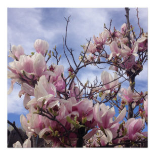 Tulip Tree Blume Poster