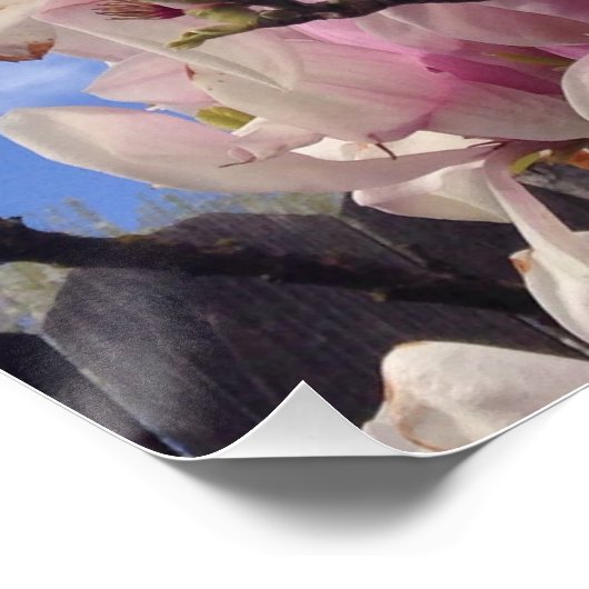 Tulip Tree Blume Poster (Ecke)