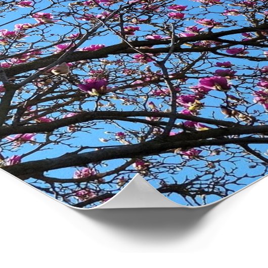 Tulip Tree in Bloom Poster (Ecke)