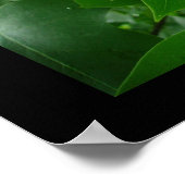 Tulip Tree Poster (Ecke)