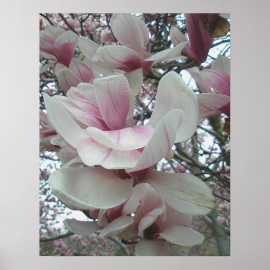 Tulip Tree Poster (Vorne)