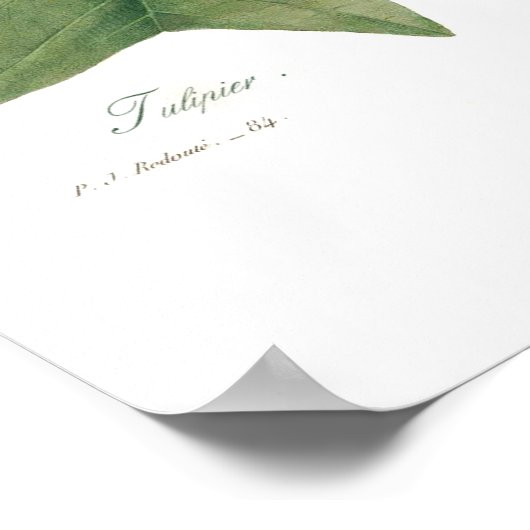 Tulip Tree Poster (Ecke)