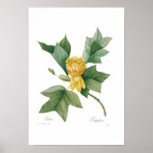 Tulip Tree Poster (Vorne)