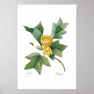 Tulip Tree Poster
