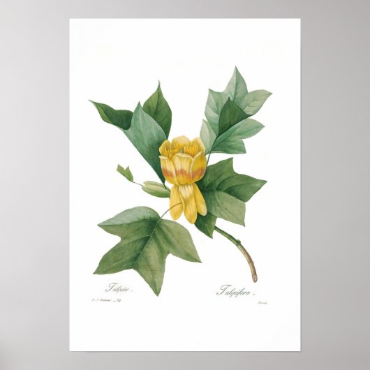 Tulip Tree Poster (Vorne)