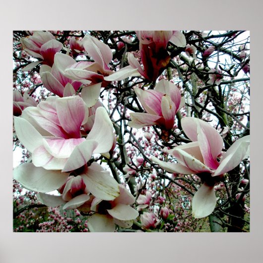 Tulip Tree Poster #2 (Vorne)