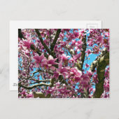 Tulip Tree Postkarte (Vorne/Hinten)