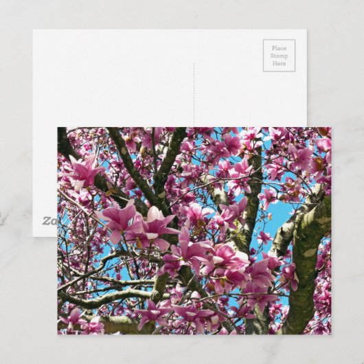 Tulip Tree Postkarte (Vorne/Hinten)