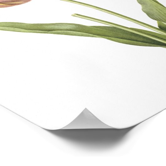 tulip(Tulipa culta) von Redouté Poster (Ecke)