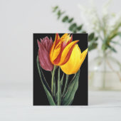 Tulip (Tulipa Gesneriana) Postkarte (Stehend Vorderseite)
