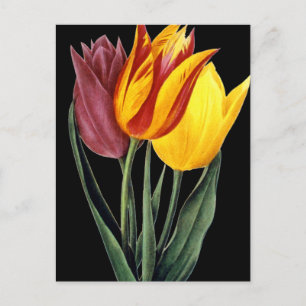 Tulip (Tulipa Gesneriana) Postkarte
