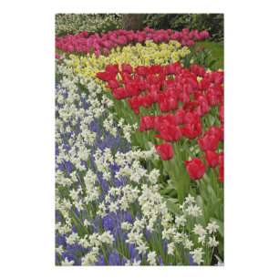 Tulip und daffodischer Garten, Keukenhof Gardens, Fotodruck