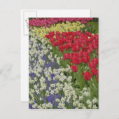 Tulip und daffodischer Garten, Keukenhof Gardens, Postkarte (Vorne/Hinten)