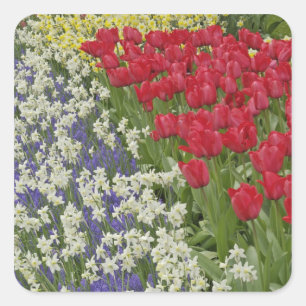 Tulip und daffodischer Garten, Keukenhof Gardens, Quadratischer Aufkleber