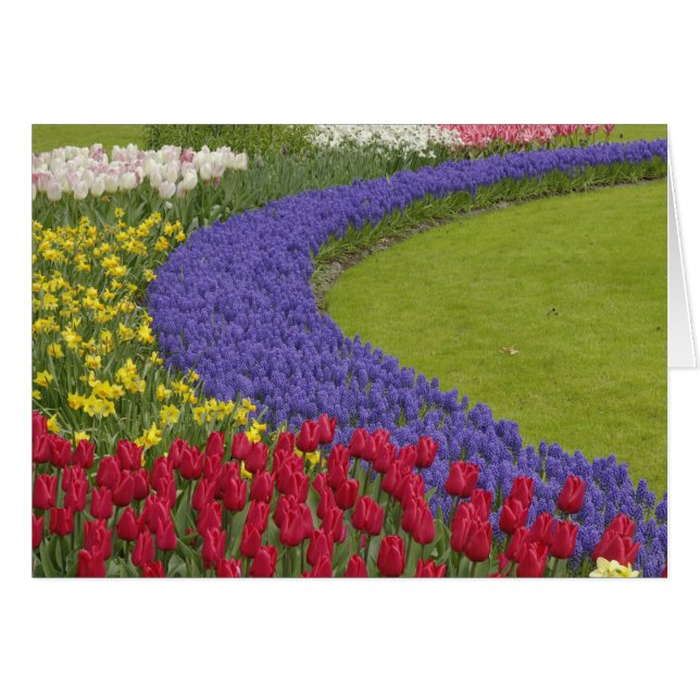 Tulip und Grape Hyacinth und daffodischer Garten, (Vorderseite (Horizontal))