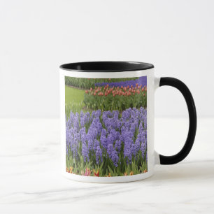 Tulip und Hyacinth Garten, Keukenhof Gardens, Tasse