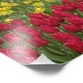 Tulip und Traubenblütengarten, Fotodruck (Ecke)