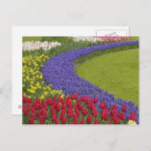 Tulip und Traubenblütengarten, Postkarte (Vorne/Hinten)