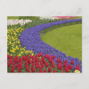 Tulip und Traubenblütengarten, Postkarte