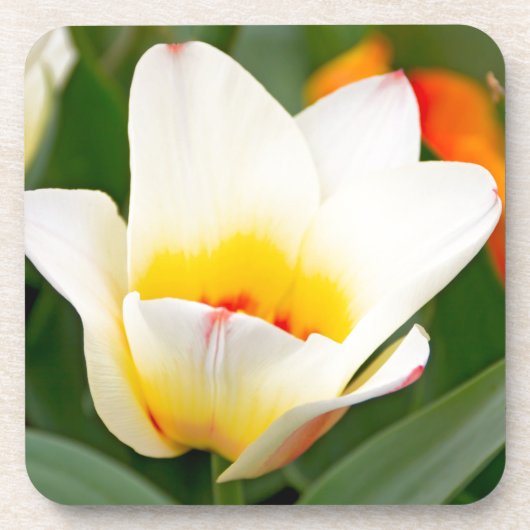 Tulip Untersetzer (Vorderseite)