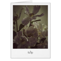 "tulip" von Heidi Rondak Fotografy