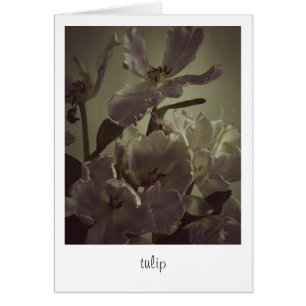 "tulip" von Heidi Rondak Fotografy