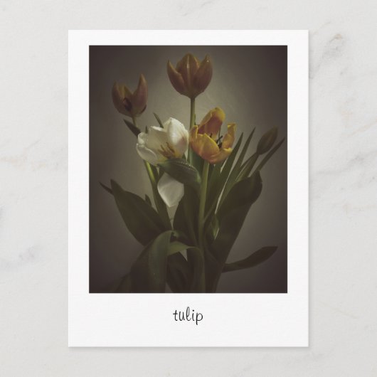 "tulip" von Heidi Rondak Fotografy Postkarte (Vorderseite)