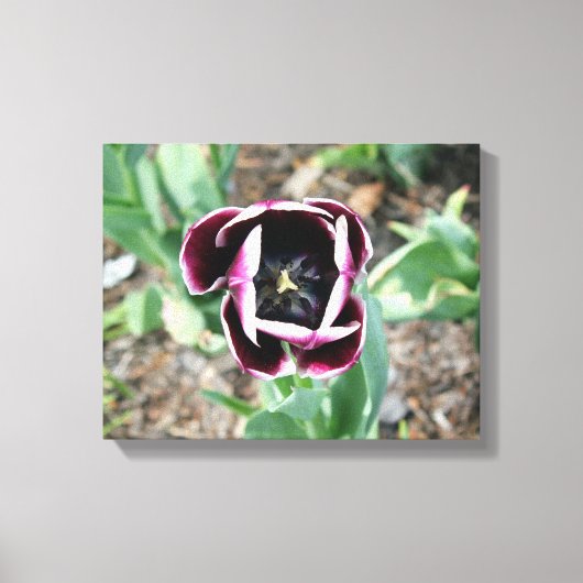 Tulip Wrapped Canvas Leinwanddruck (Vorderseite)
