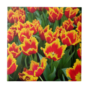 Tulipa Fabio, Keukenhof, Niederlande Fliese