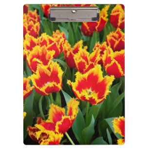 Tulipa Fabio, Keukenhof, Niederlande Klemmbrett