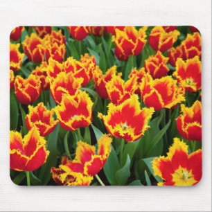 Tulipa Fabio, Keukenhof, Niederlande Mousepad