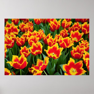 Tulipa Fabio, Keukenhof, Niederlande Poster