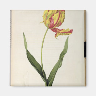 Tulipa gesneriana dracontia, von 'Les Magnet