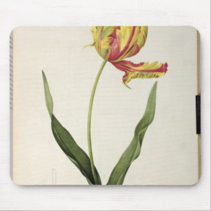 Tulipa gesneriana dracontia, von 'Les Mousepad