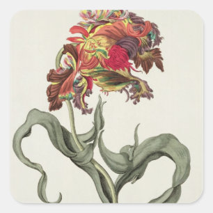 Tulipa Monstrosa Rubra Maior von "Phythanthoza Ic Quadratischer Aufkleber