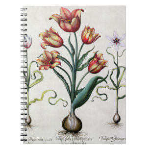 Tulipa Perfica nicht aperta, Tulipa Polyanthos Notizblock