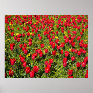 Tulipenbett Poster