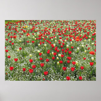 Tulipenbett Poster