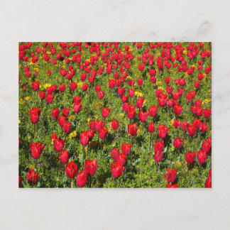 Tulipenbett Postkarte