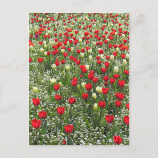 Tulipenbett Postkarte