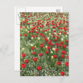 Tulipenbett Postkarte (Vorne/Hinten)